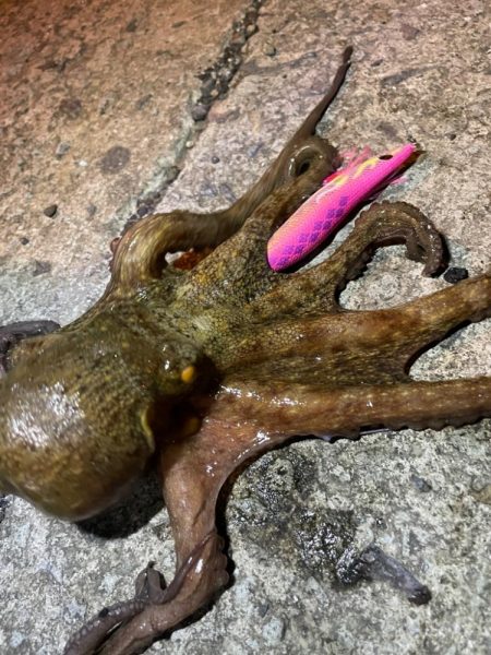 熊本県エギング釣行記