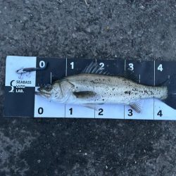 久々のシーバス