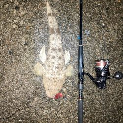 アコウがいいな