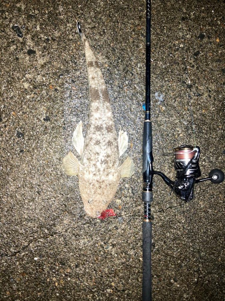 アコウがいいな