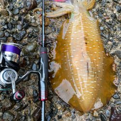 ケンサキ狙いが？