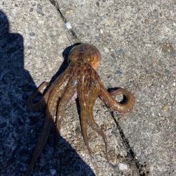 爆風でもタコ釣りへ