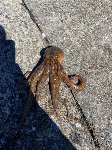爆風でもタコ釣りへ