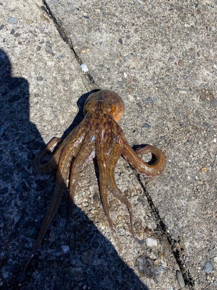 爆風でもタコ釣りへ