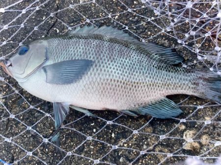 たまにはウキ釣りも良いですにゃぁと。