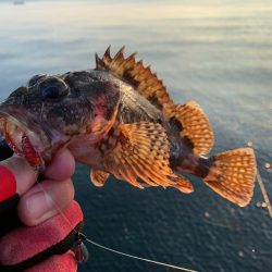 イカ調査のはずが