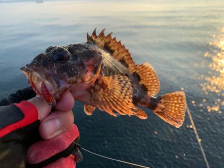イカ調査のはずが