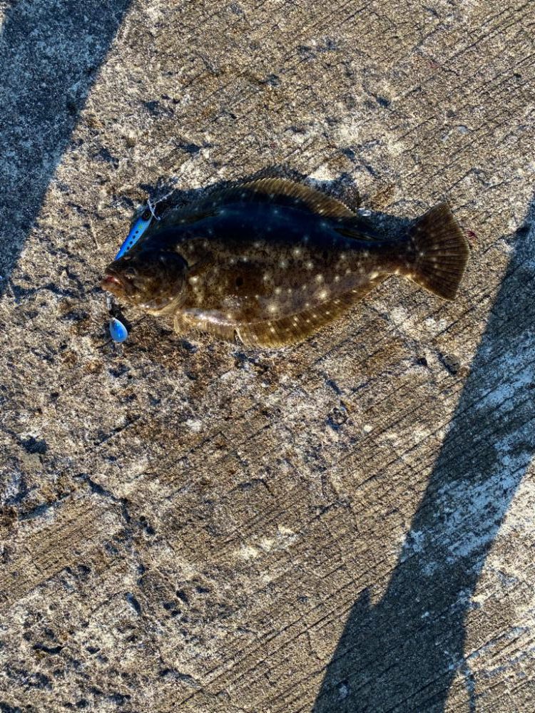 リアル魚鱗シリーズ始動