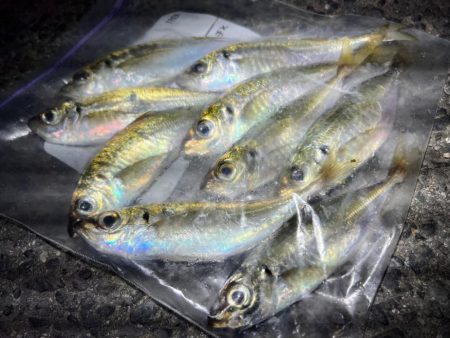 鯵を探して三千里 Vol.53