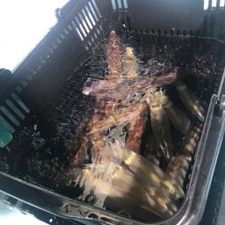 香住のイカメタル