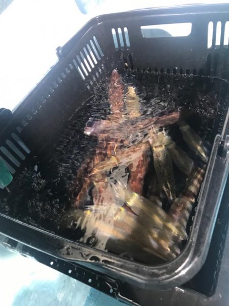 香住のイカメタル