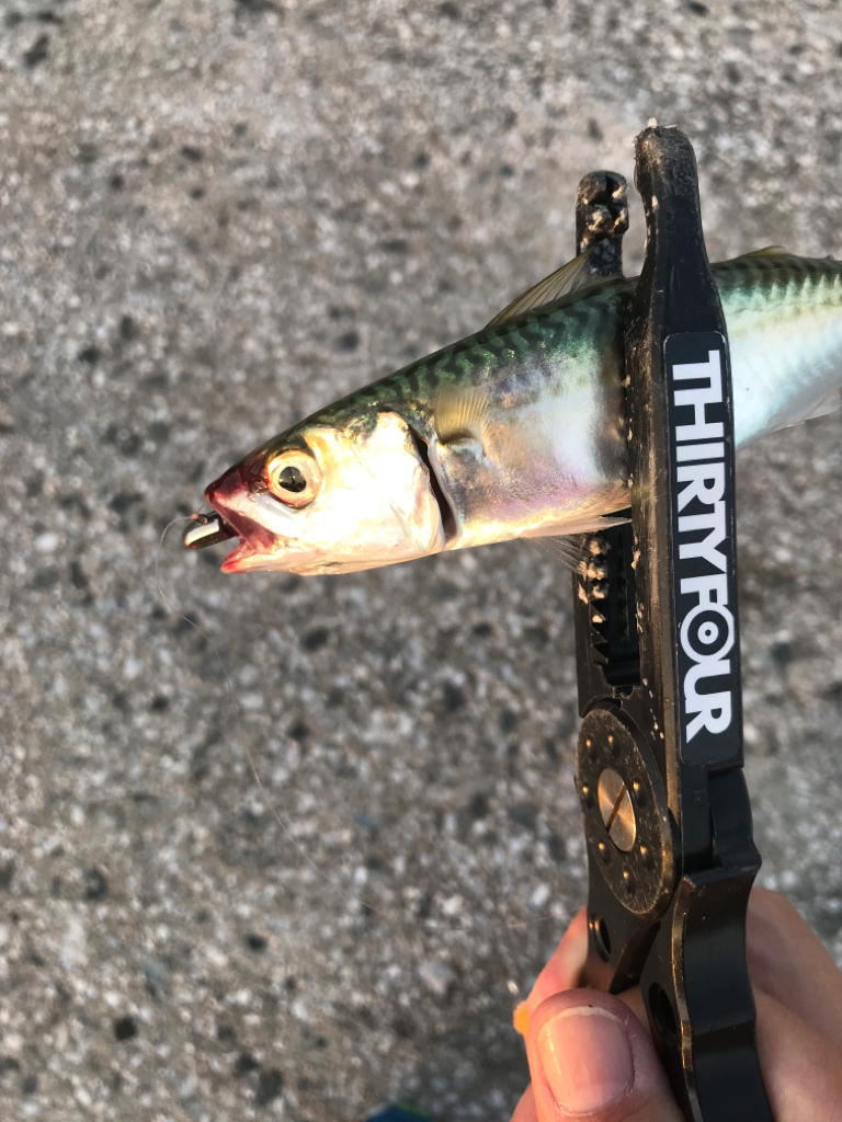 久しぶりのエリアにて🎣