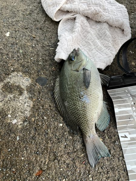 堤防から夕まずめグレ釣り🎣…