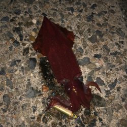 真夏のケンサキ