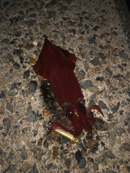 真夏のケンサキ