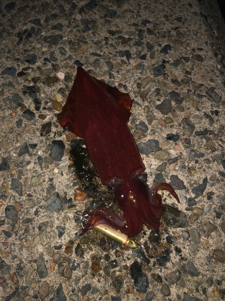 真夏のケンサキ