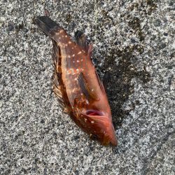 キジハタゲーム