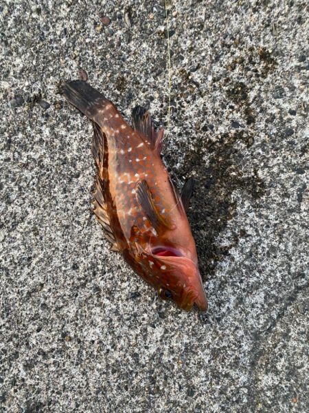 キジハタゲーム