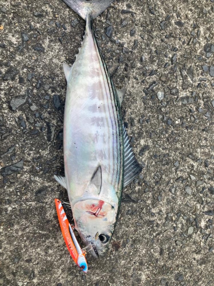 ショアジギング