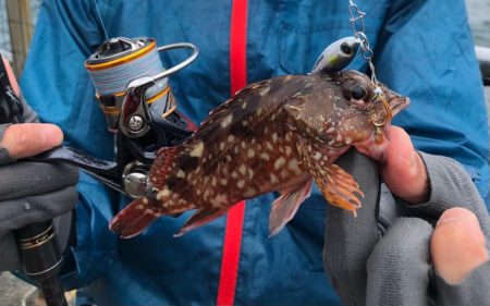 極小ジグサビキで多魚種ゲット！