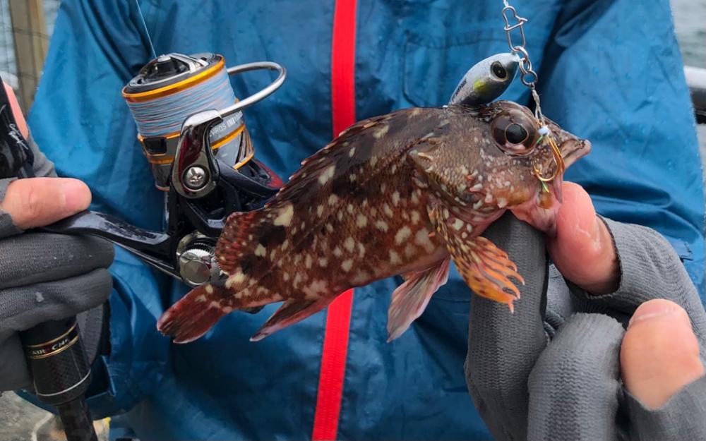 極小ジグサビキで多魚種ゲット！