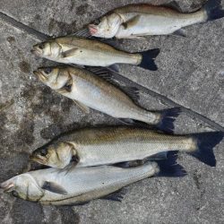 エビ撒きでセイゴ好調です