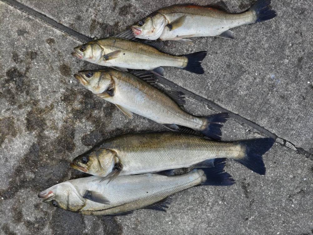 エビ撒きでセイゴ好調です