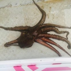 室津のフグとタコ