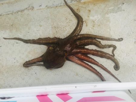 室津のフグとタコ