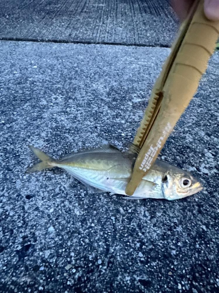 フロートゲーム