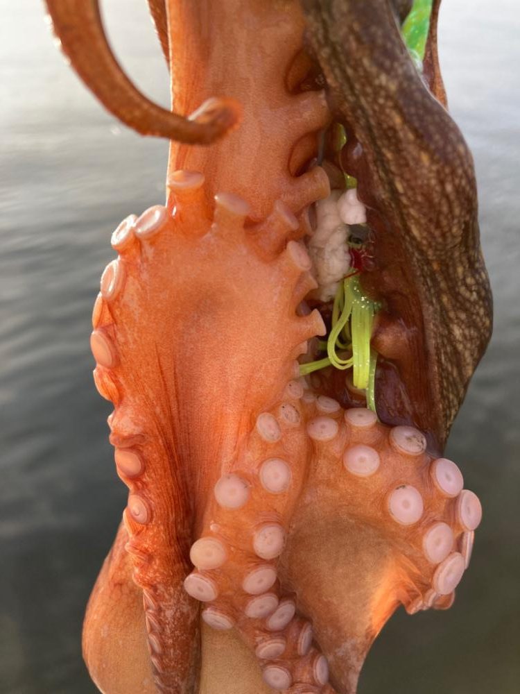 ⭐︎オオシオニガテ