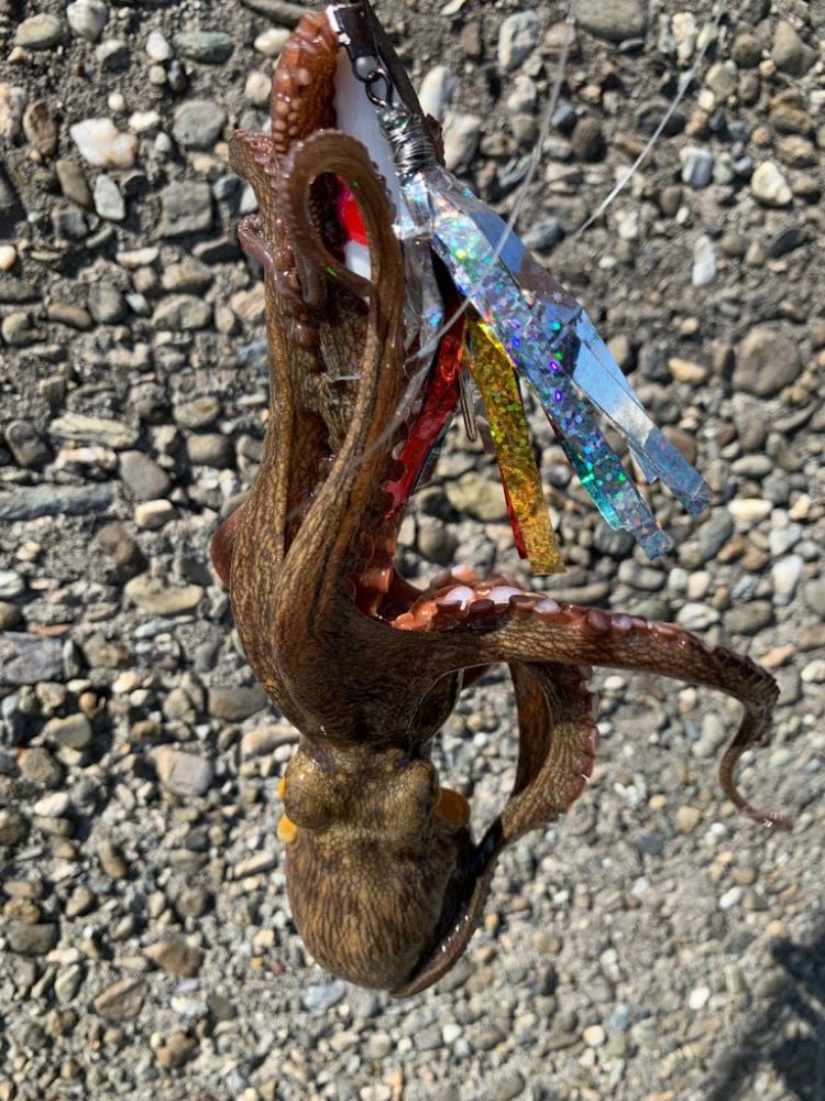 暑すぎるタコ！