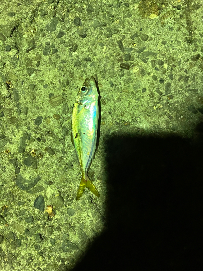 猛暑の中のヒラメ君