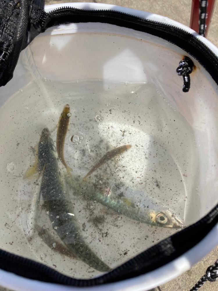 豆アジが釣れ出した!