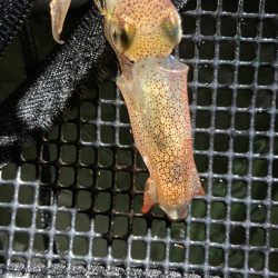 夏のヒイカ探し