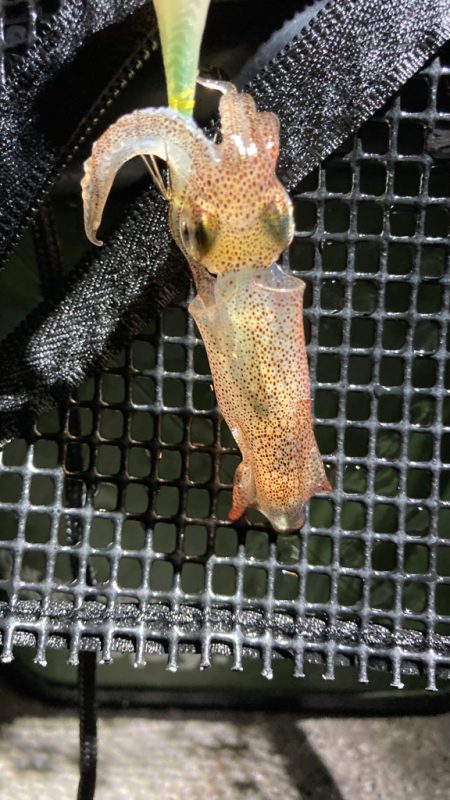 夏のヒイカ探し