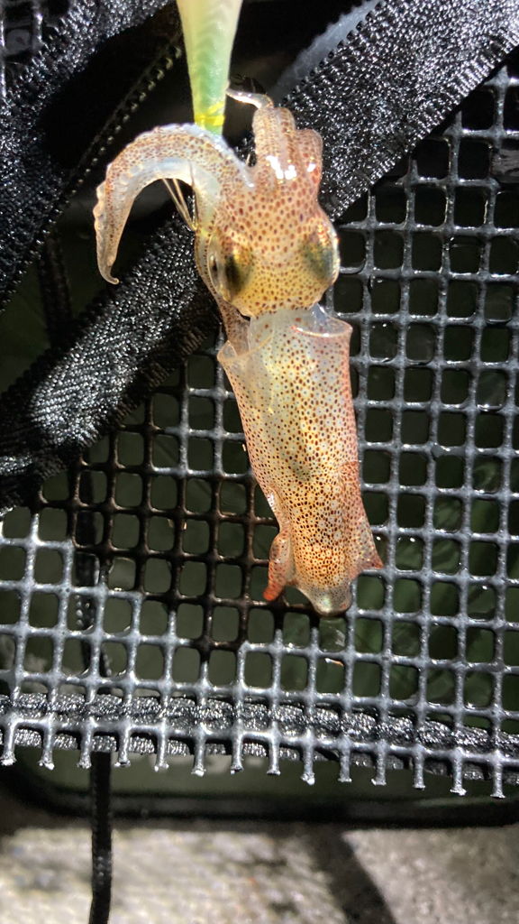 夏のヒイカ探し