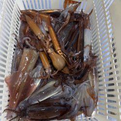 イカメタル釣行