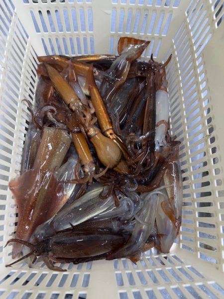 イカメタル釣行