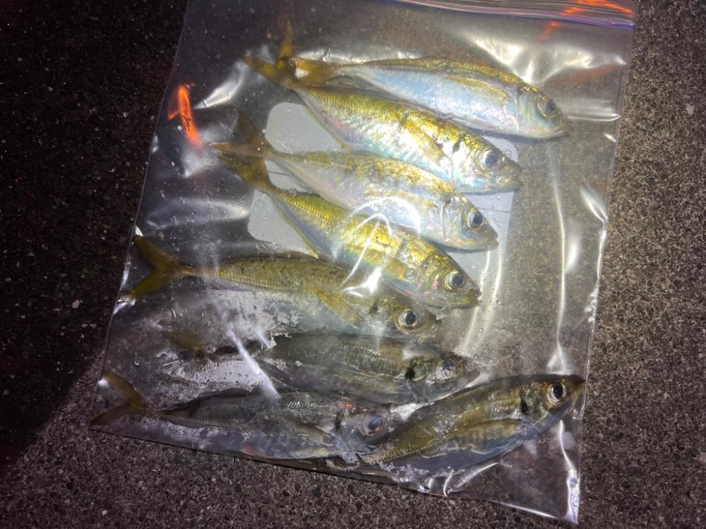 鯵を探して三千里 Vol.58