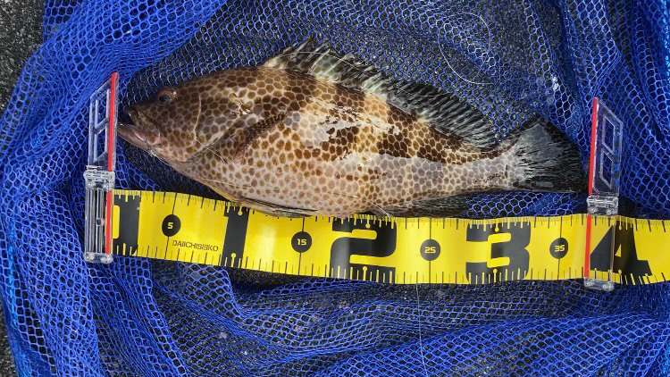 泳がせで初オオモンハタ！