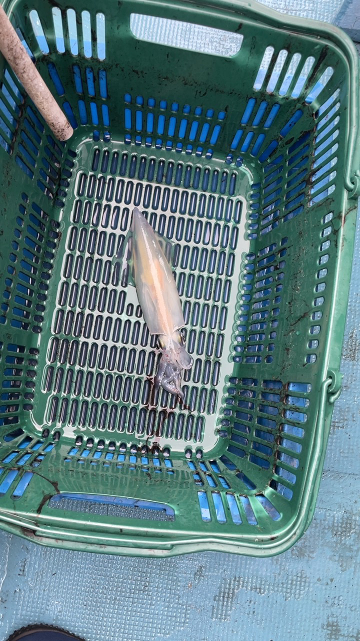 初めての船イカ釣り