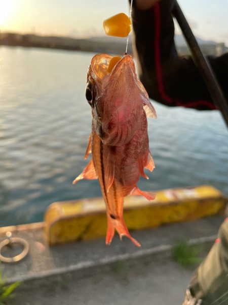 半夜釣りでフカセ