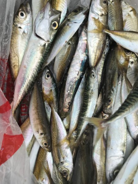 潮が速いので…