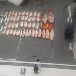 アマラバ初挑戦