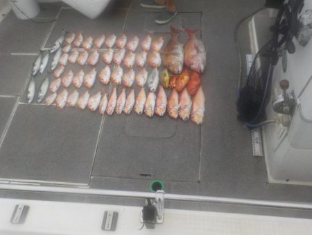 アマラバ初挑戦