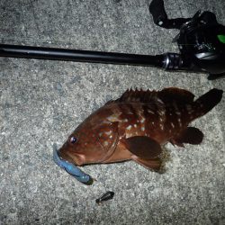 豆アジのちアコウ