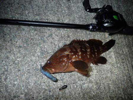 豆アジのちアコウ