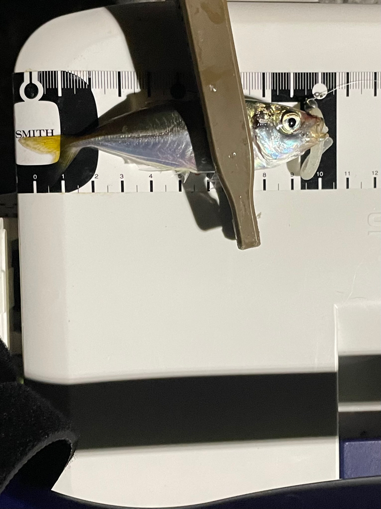 ジグ単de…アジング♪豆当たり撃沈