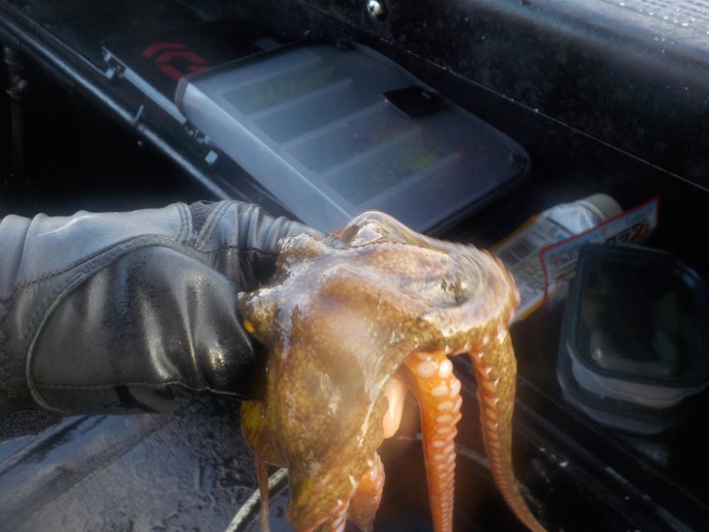 タコ釣り第3戦〜パイレーツダイユウ丸〜